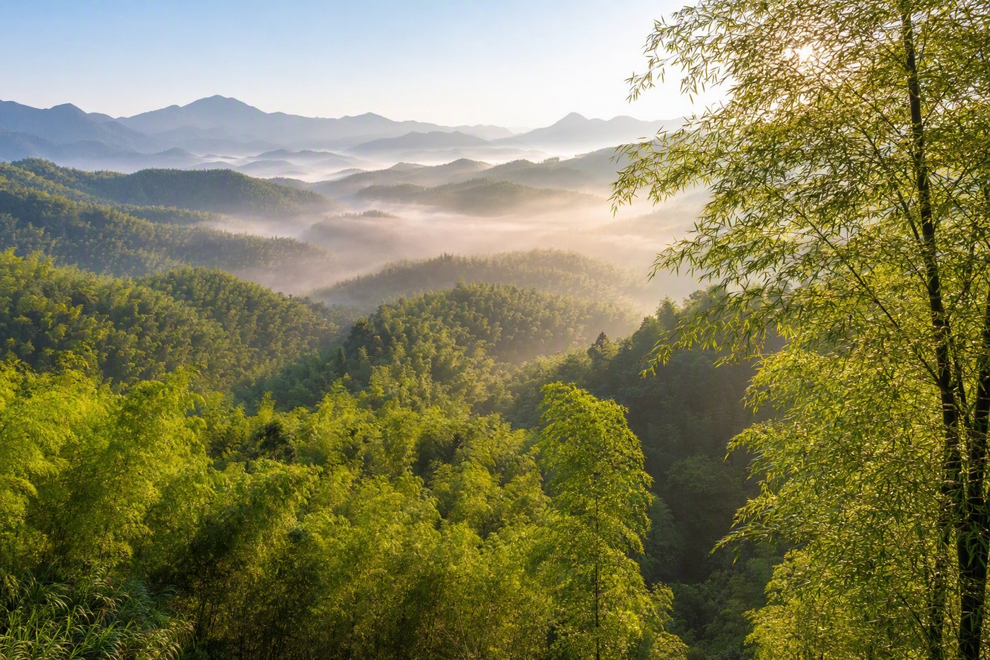 安吉中国竹子博览园晨雾竹林实景